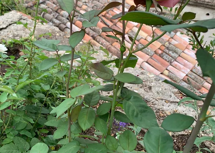 Dimora Scarnabecco Todi